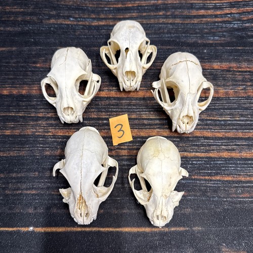 American bobcat skulls mount - 5,