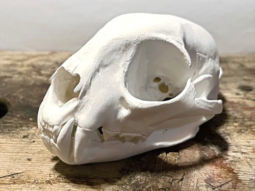 Bobcat skull replica - bobcat,