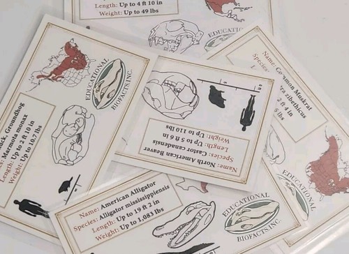 Skull information cards - cards,